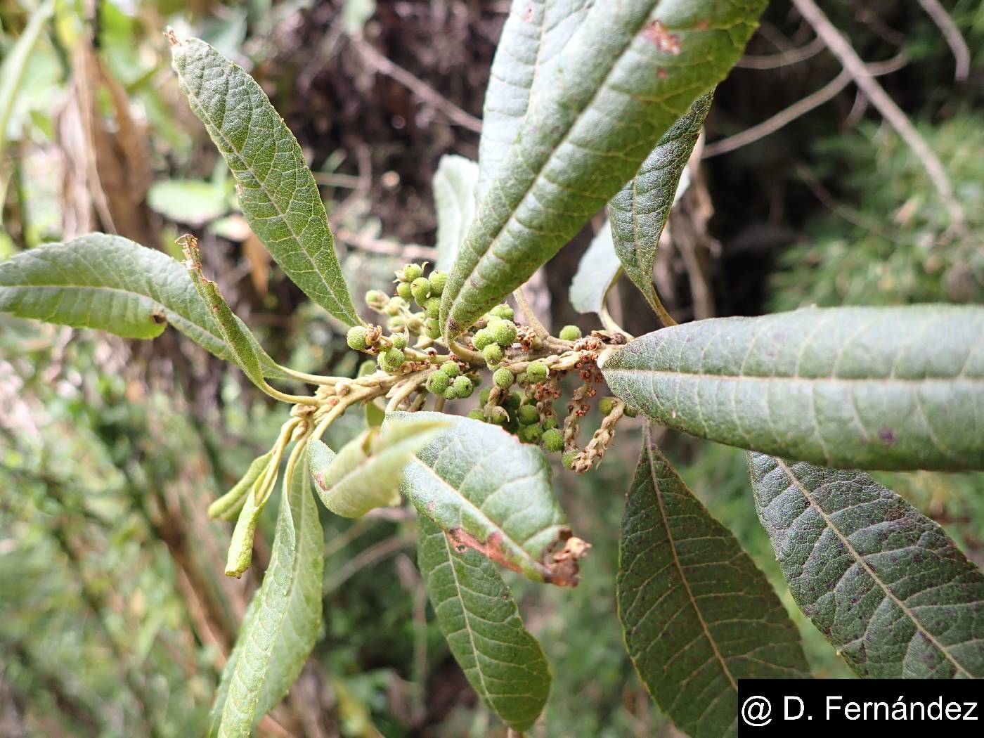Myrica pubescens image