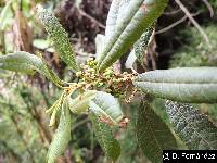 Myrica pubescens image