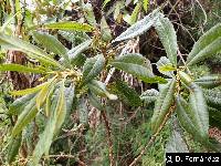 Image of Myrica pubescens