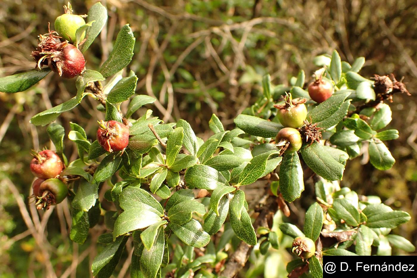 Hesperomeles obtusifolia var. microphylla image
