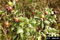 Hesperomeles obtusifolia image