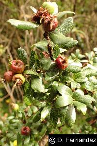 Hesperomeles obtusifolia image