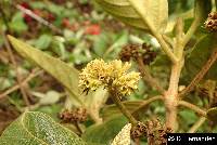 Aegiphila ferruginea image