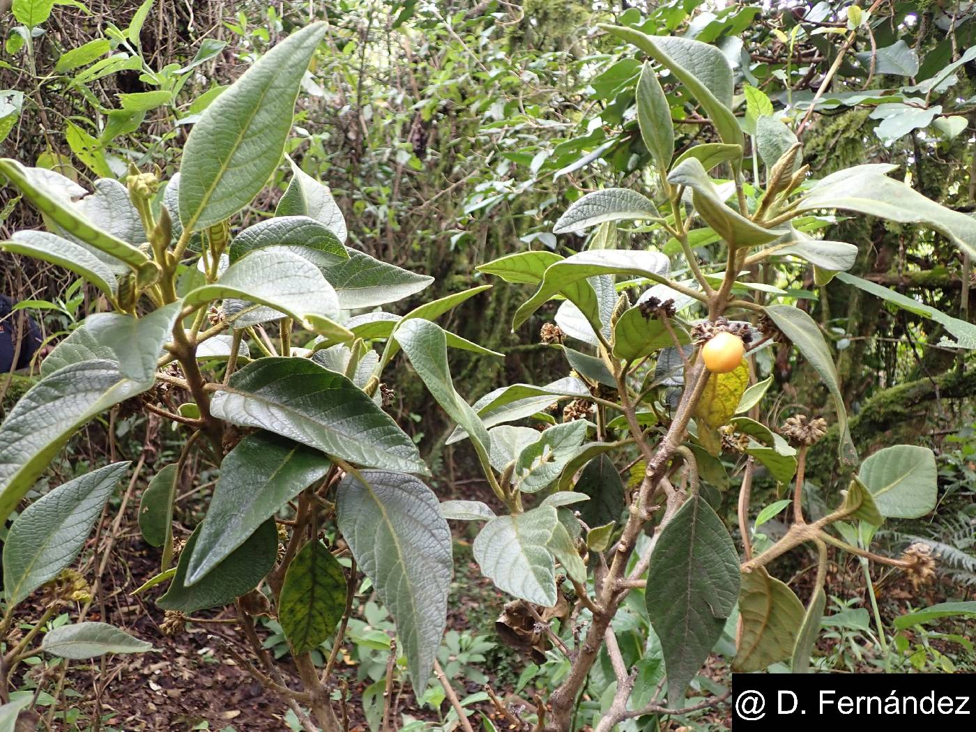 Aegiphila ferruginea image