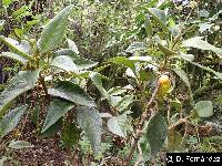 Aegiphila ferruginea image