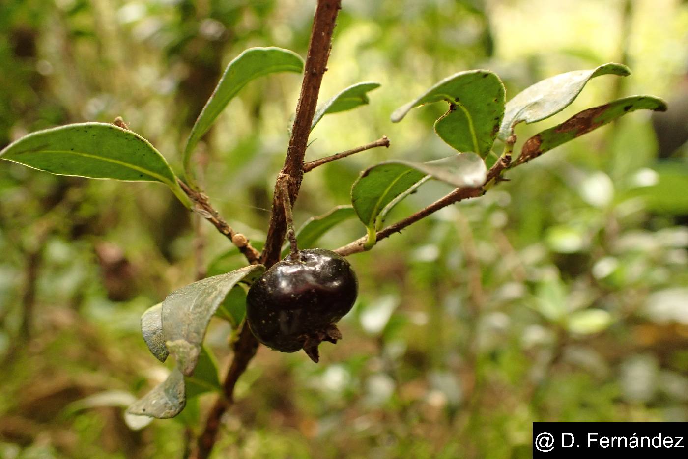 Myrcianthes myrsinoides image