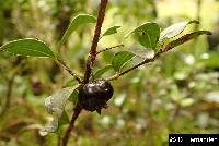 Myrcianthes myrsinoides image