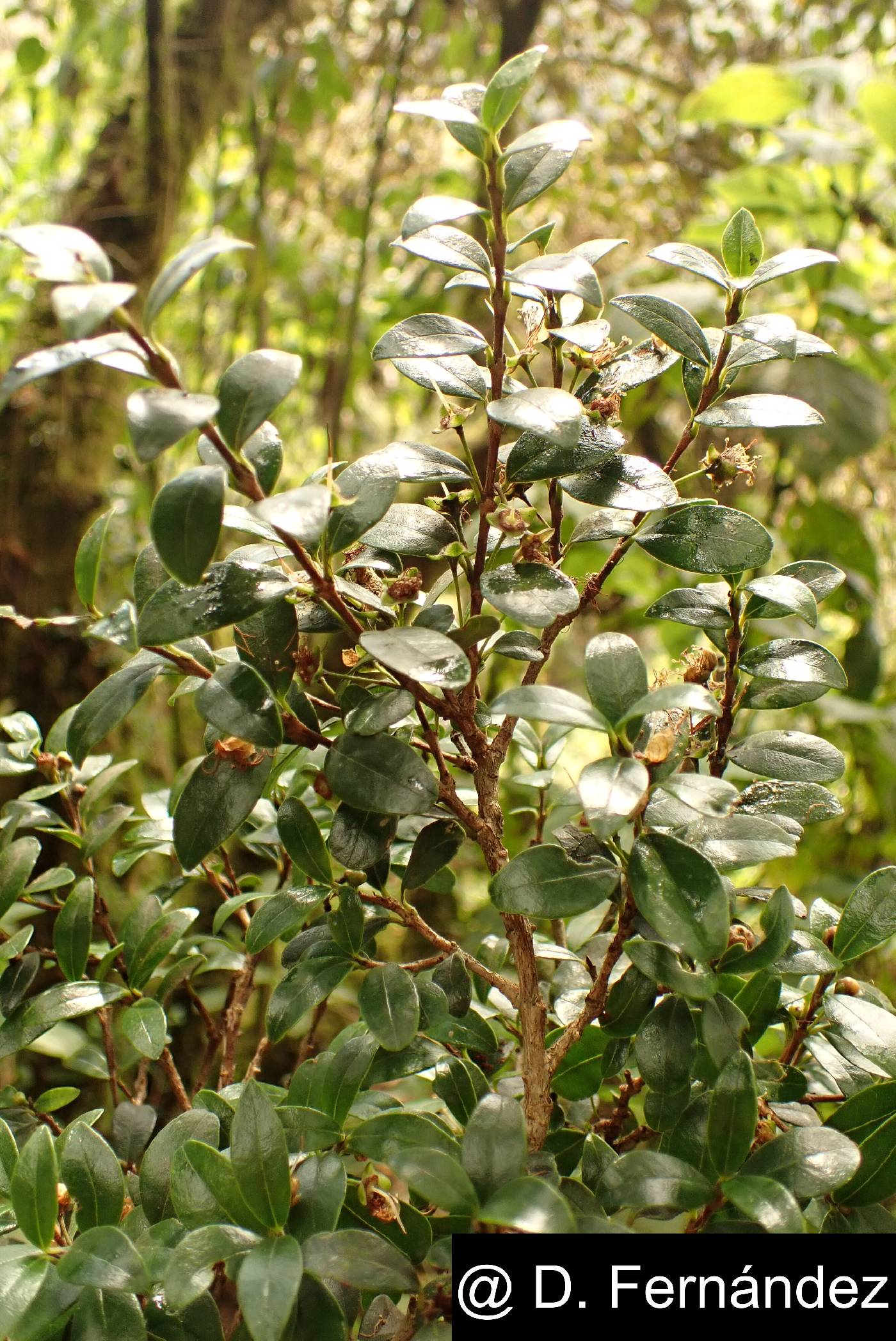 Myrcianthes myrsinoides image