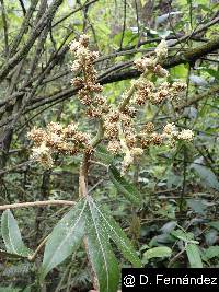 Oreopanax ecuadoriensis image