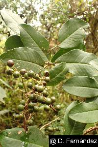 Geissanthus argutus image