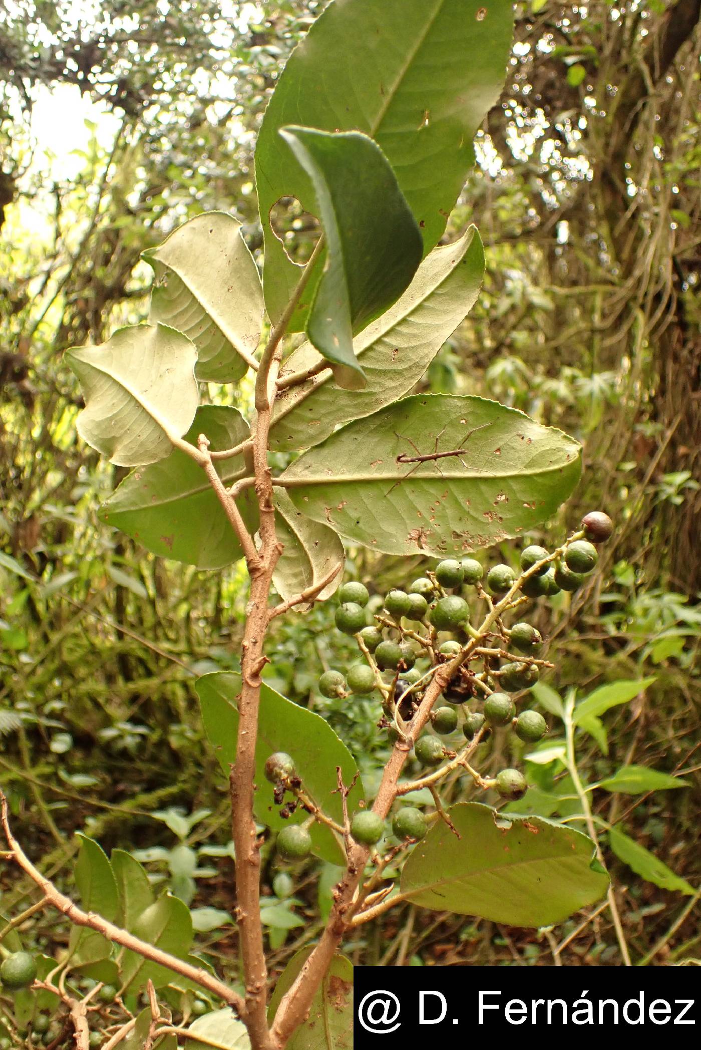 Geissanthus argutus image