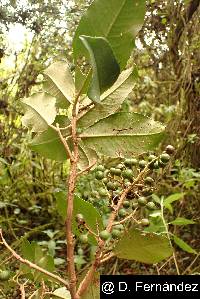 Geissanthus argutus image