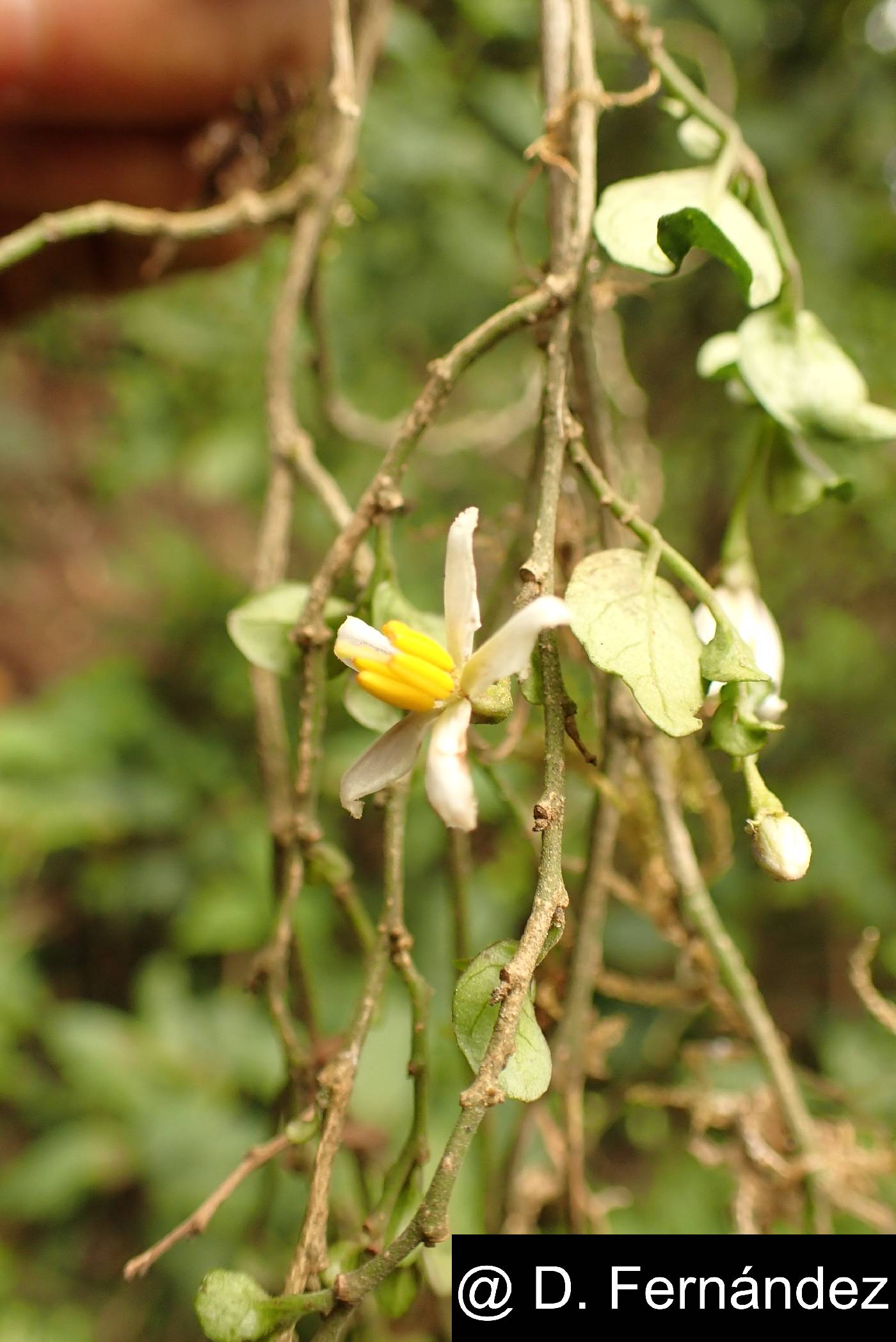 Solanum brevifolium image