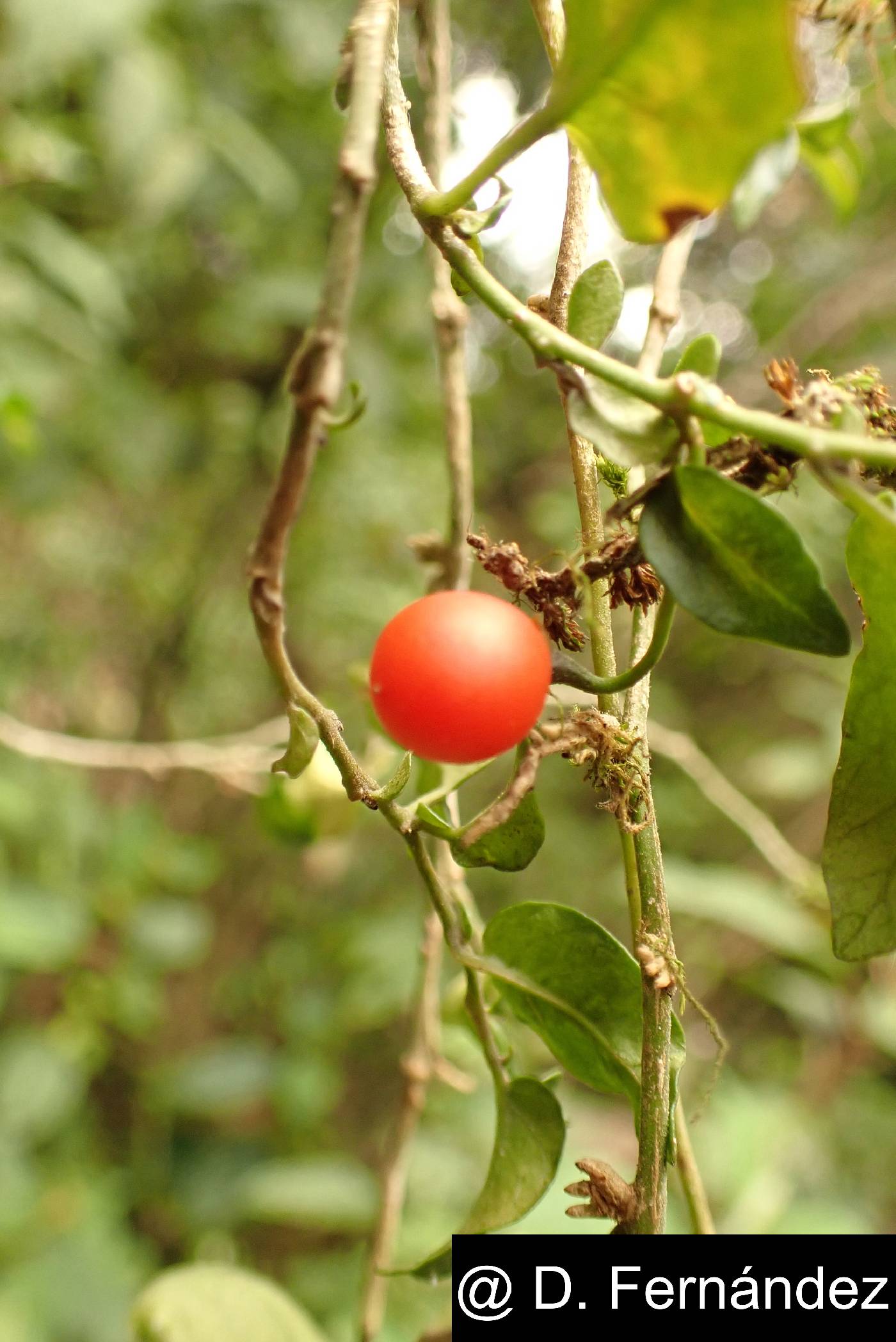 Solanum brevifolium image