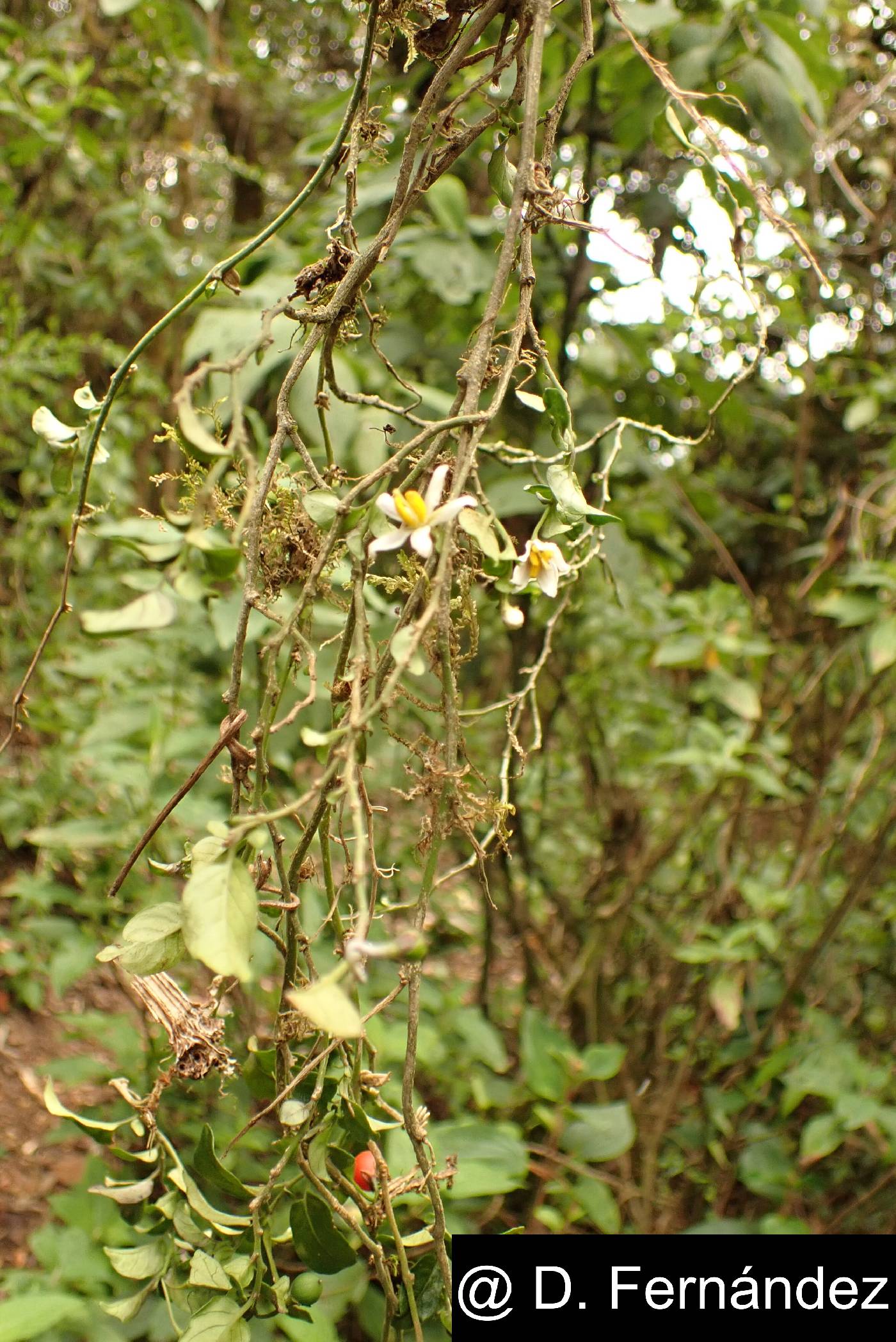 Solanum brevifolium image
