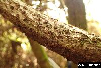 Coriaria ruscifolia image