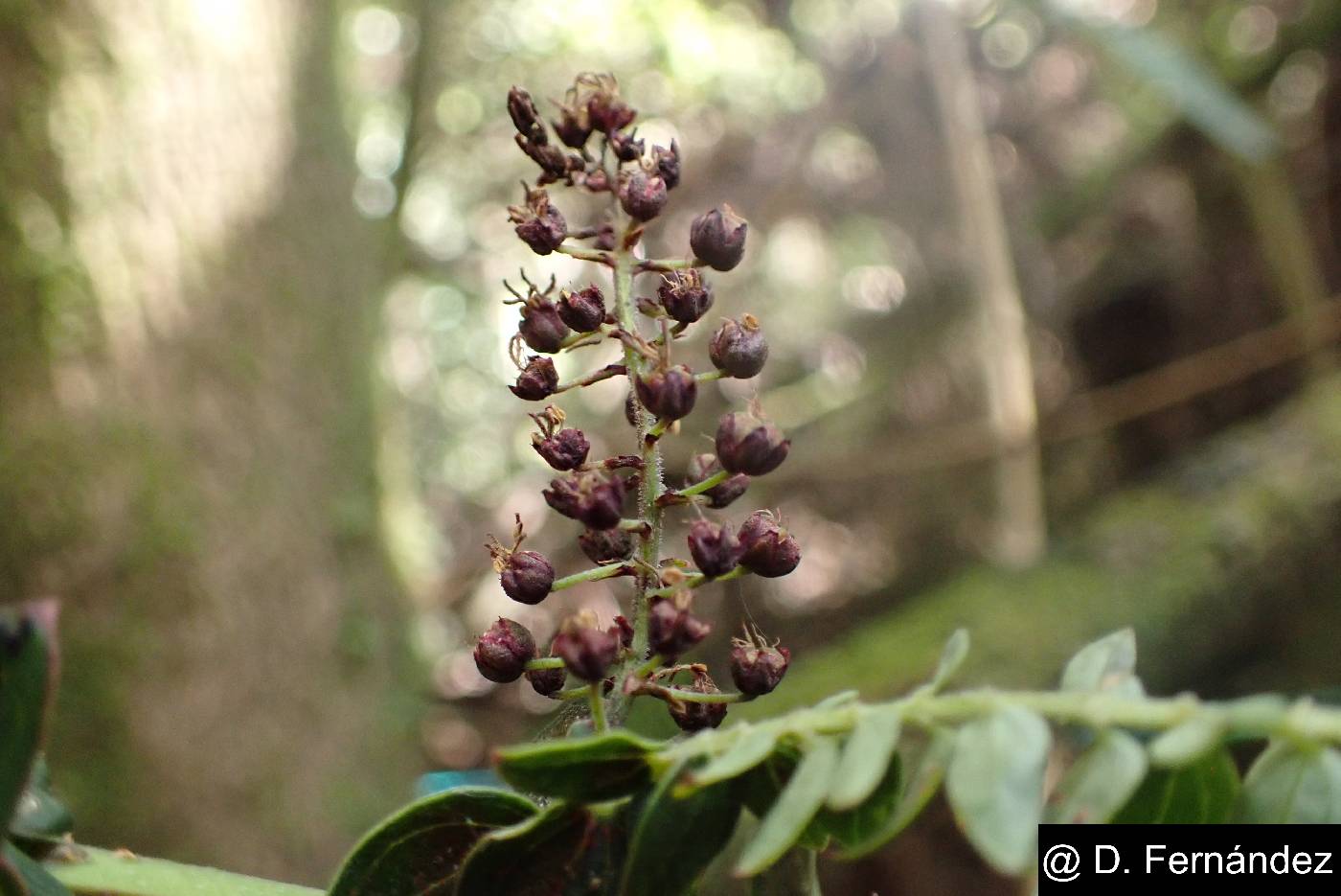 Coriaria ruscifolia image