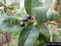 Myrsine andina image