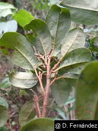 Myrsine andina image