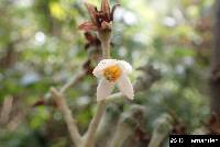 Solanum oblongifolium image