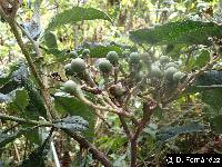 Solanum oblongifolium image