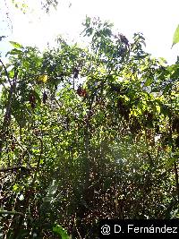 Solanum oblongifolium image