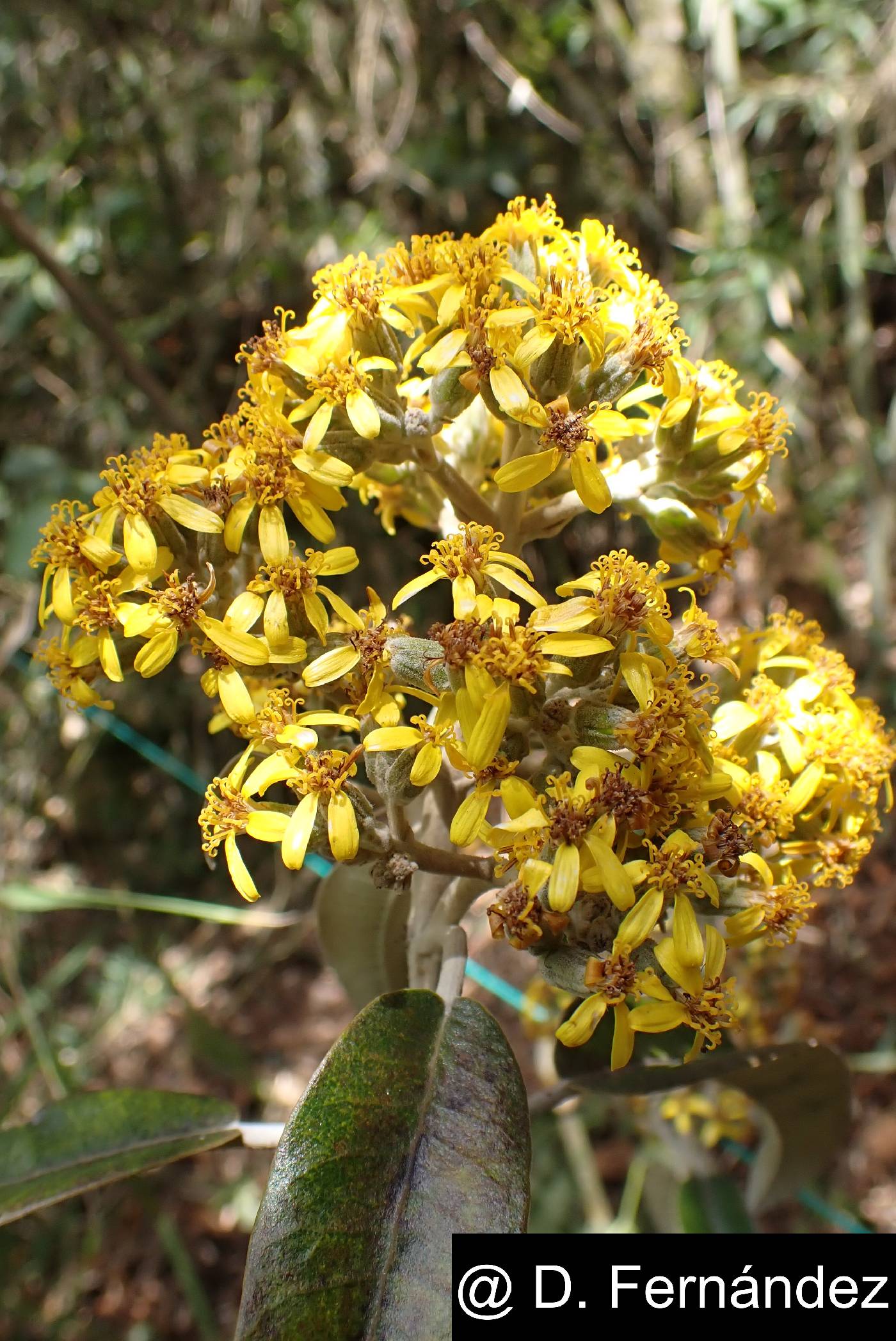 Gynoxys hallii image