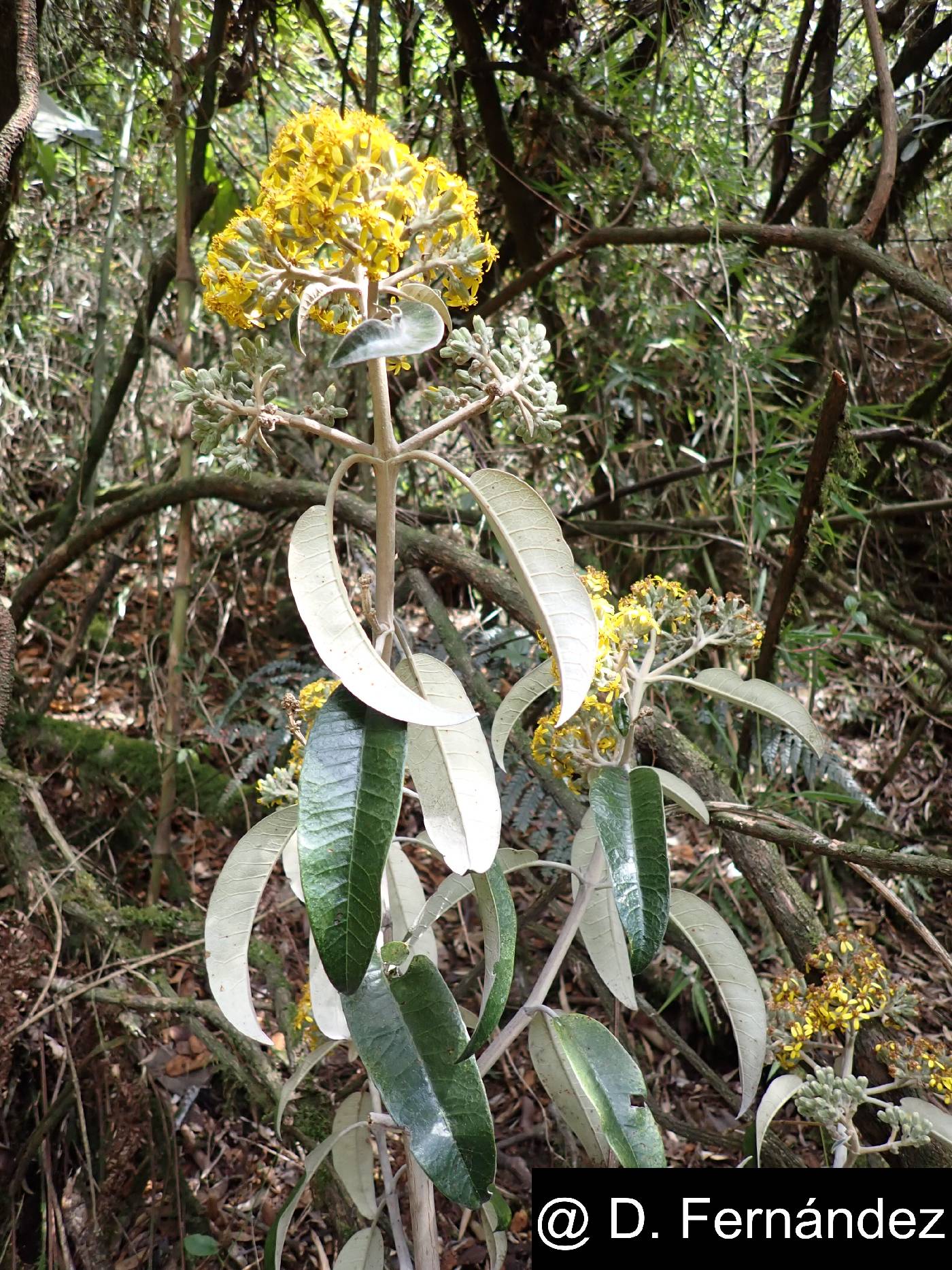 Gynoxys hallii image