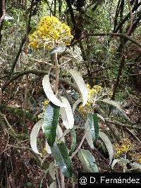 Gynoxys hallii image