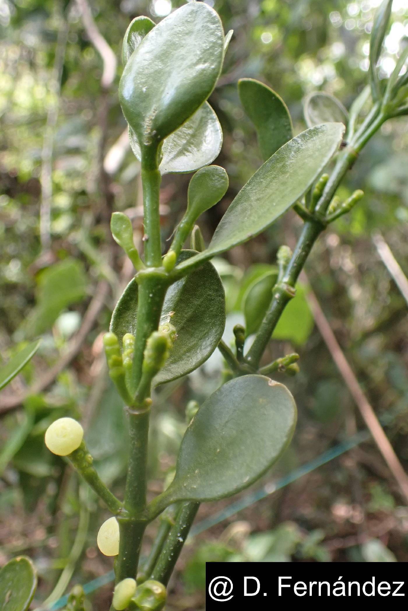 Dendrophthora clavata image