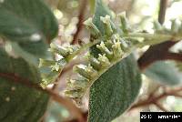 Tournefortia fuliginosa image