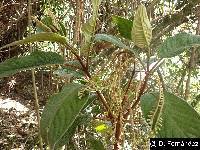 Tournefortia fuliginosa image