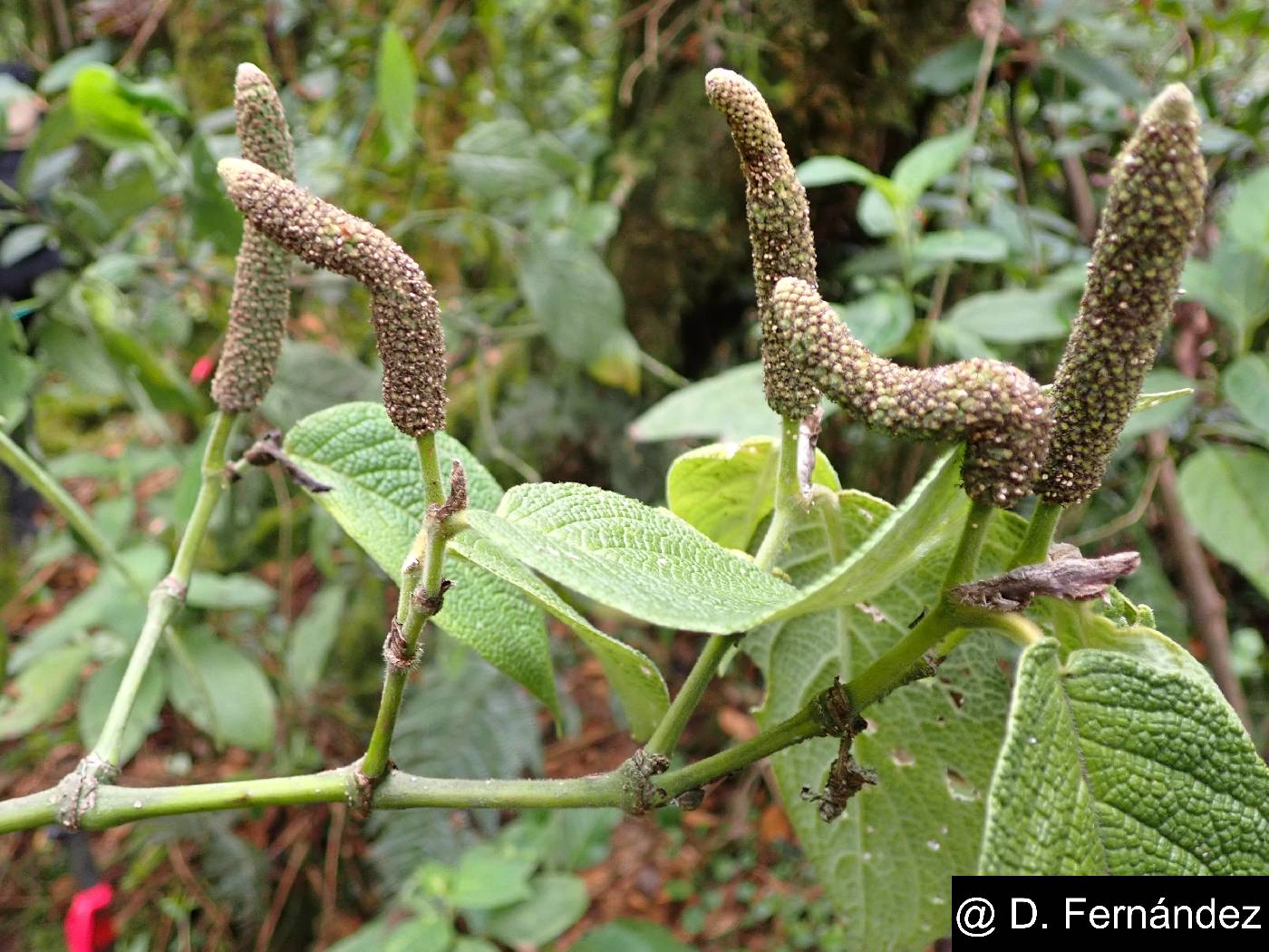 Piper andreanum image