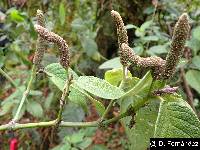 Piper andreanum image