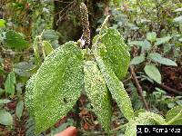 Piper andreanum image