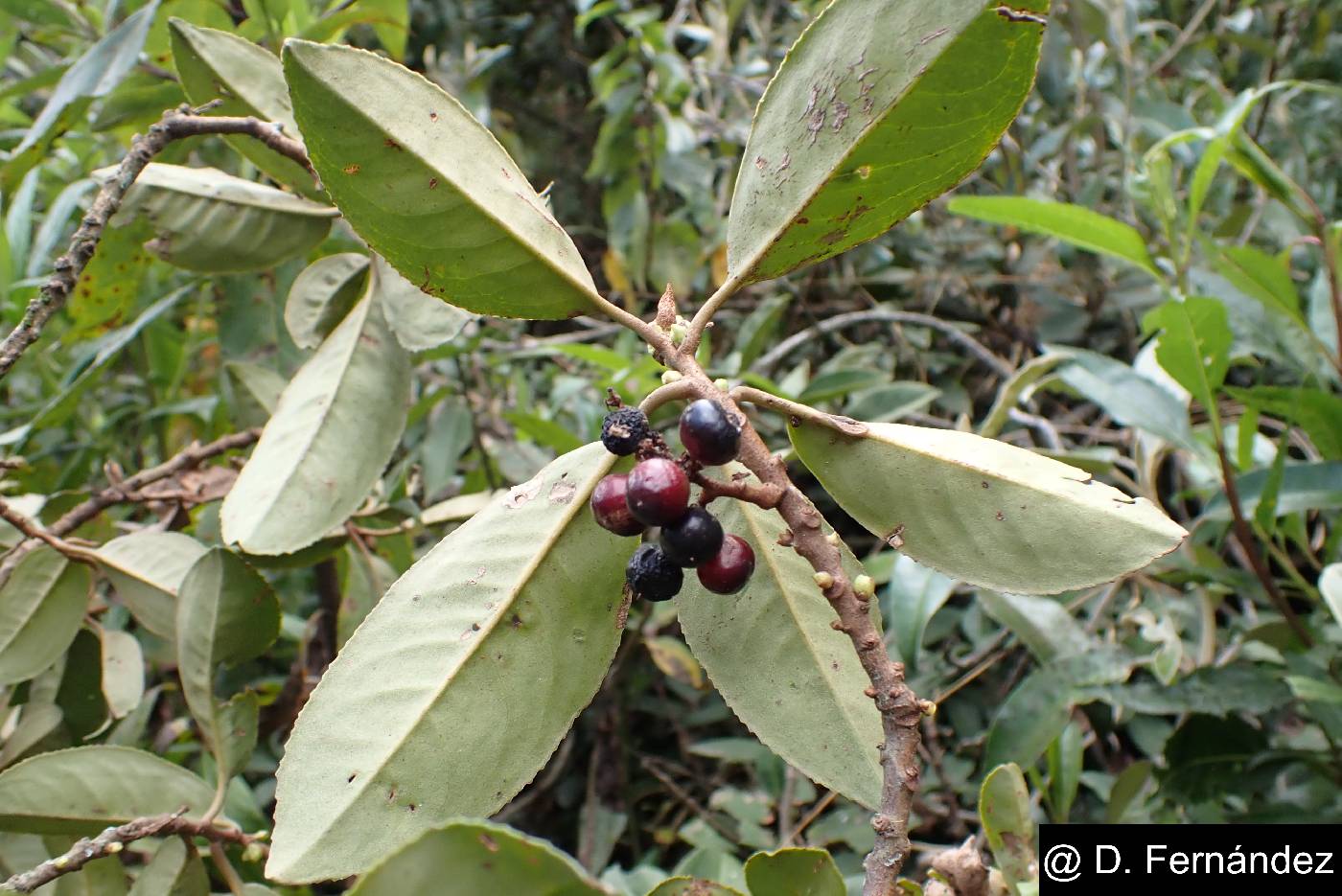 Geissanthus argutus image