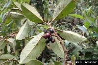 Geissanthus argutus image