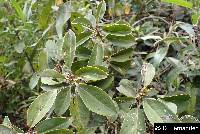 Image of Geissanthus argutus