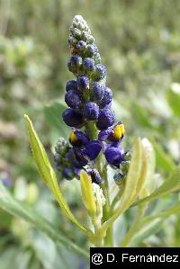 Monnina salicifolia image