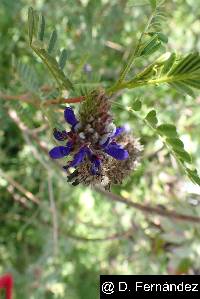 Dalea coerulea image