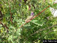 Dalea coerulea image