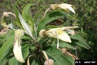 Siphocampylus giganteus image