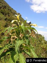 Siphocampylus giganteus image