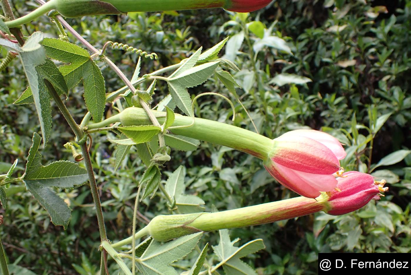 Passiflora mollissima image