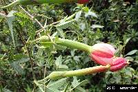 Passiflora mollissima image