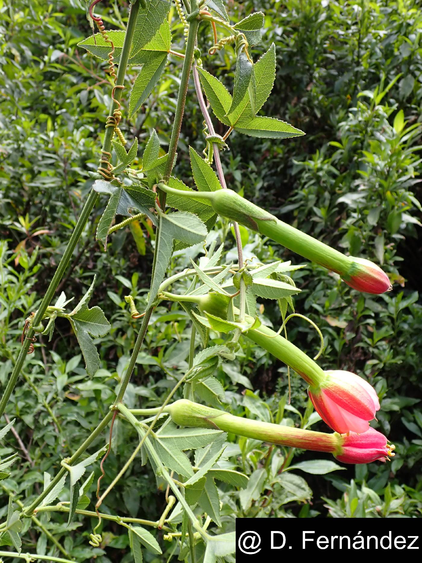 Passiflora mollissima image