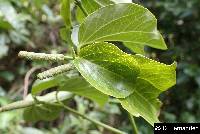 Piper barbatum image