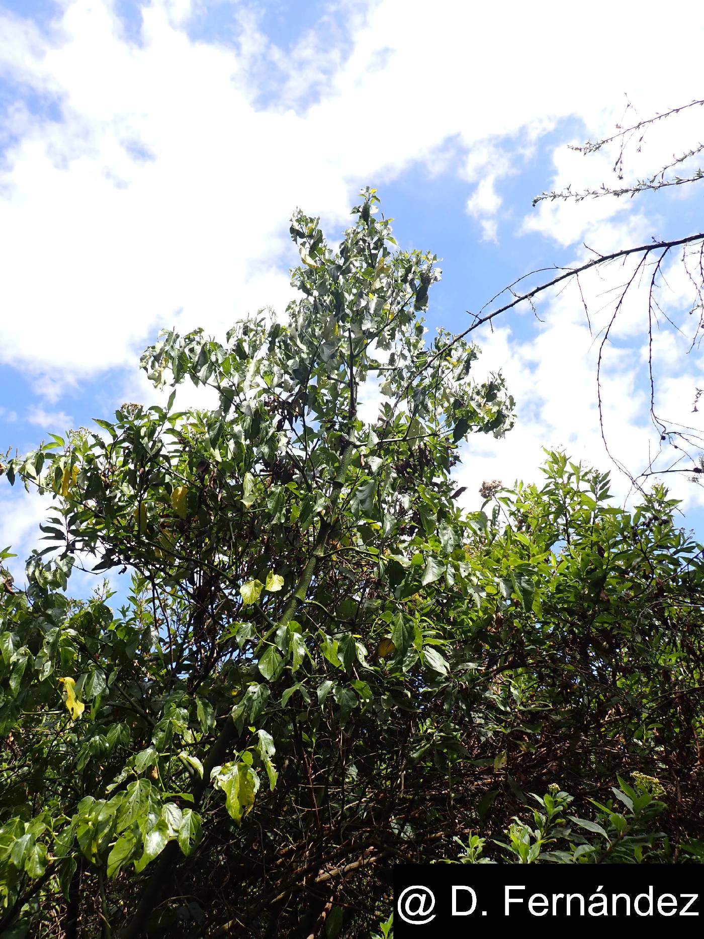 Piper barbatum image