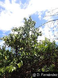 Image of Piper barbatum