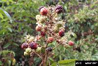 Rubus adenotrichos image